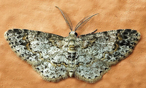 #818 Dapa, Valle Del Cauca
2100m