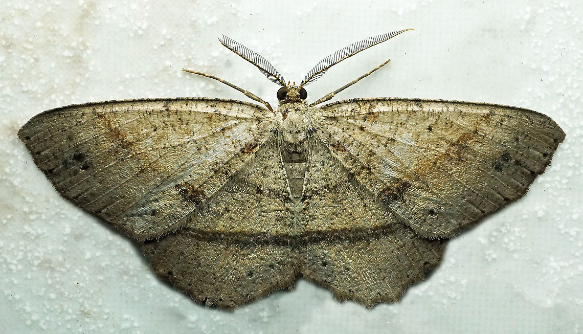 Melanolophia sp. Dapa, Valle Del Cauca<br />
2100m