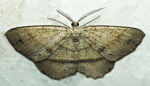 Melanolophia sp. Dapa, Valle Del Cauca
2100m