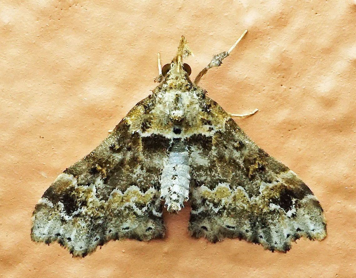 #820 Dapa, Valle Del Cauca<br />
2100m