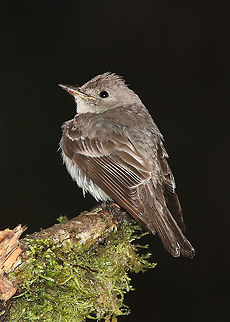 Contopus sordidulus Dapa, Valle Del Cauca
2100m Contopus sordidulus,Western wood pewee