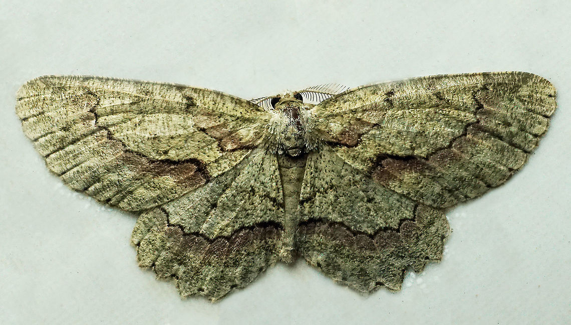 #821 Dapa, Valle Del Cauca<br />
2100m