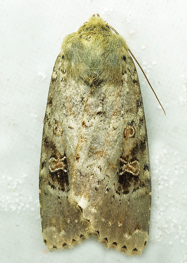 #822 Dapa, Valle Del Cauca<br />
2100m