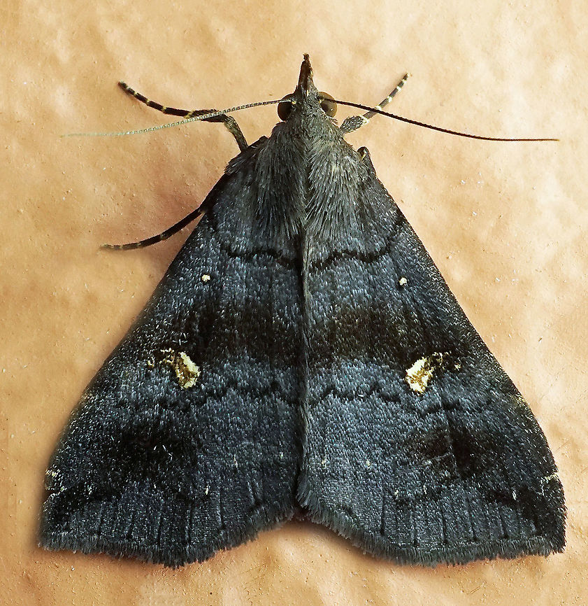 Tetanolita mynesalis Dapa, Valle Del Cauca<br />
2100m Smoky Tetanolita Moth,Tetanolita mynesalis