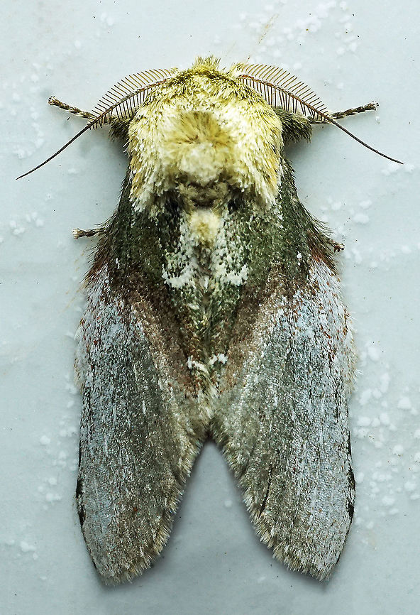 Disphragis manethusa Dapa, Valle Del Cauca<br />
2100m Disphragis manethusa