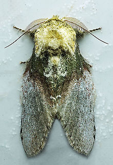 Disphragis manethusa Dapa, Valle Del Cauca
2100m Disphragis manethusa