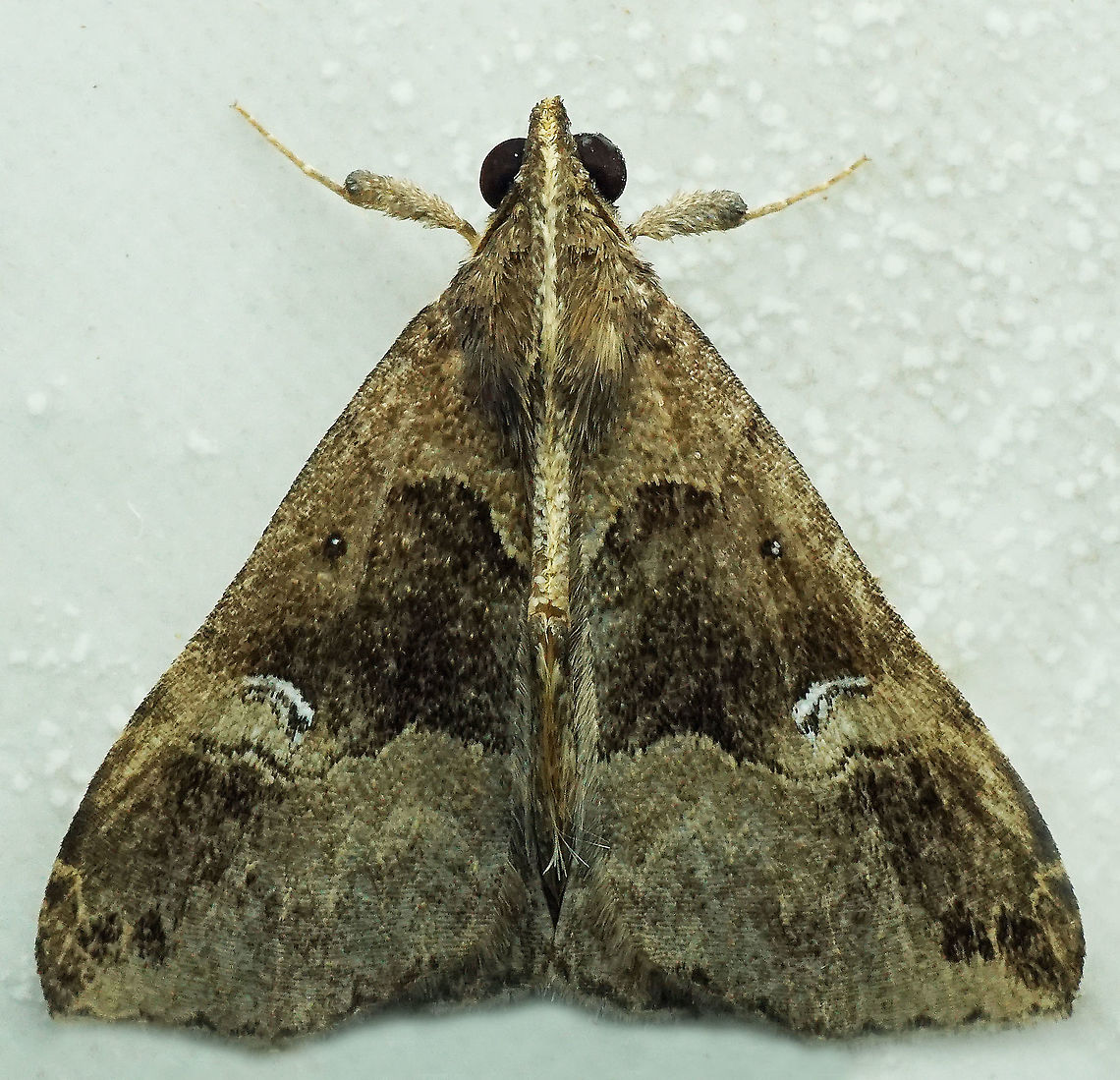 Hypena sp. Dapa, Valle Del Cauca<br />
2100m