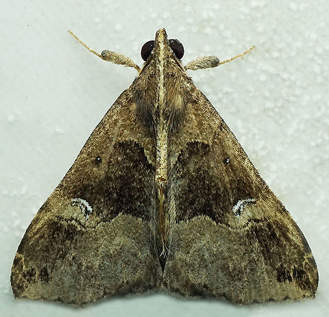 Hypena sp. Dapa, Valle Del Cauca
2100m