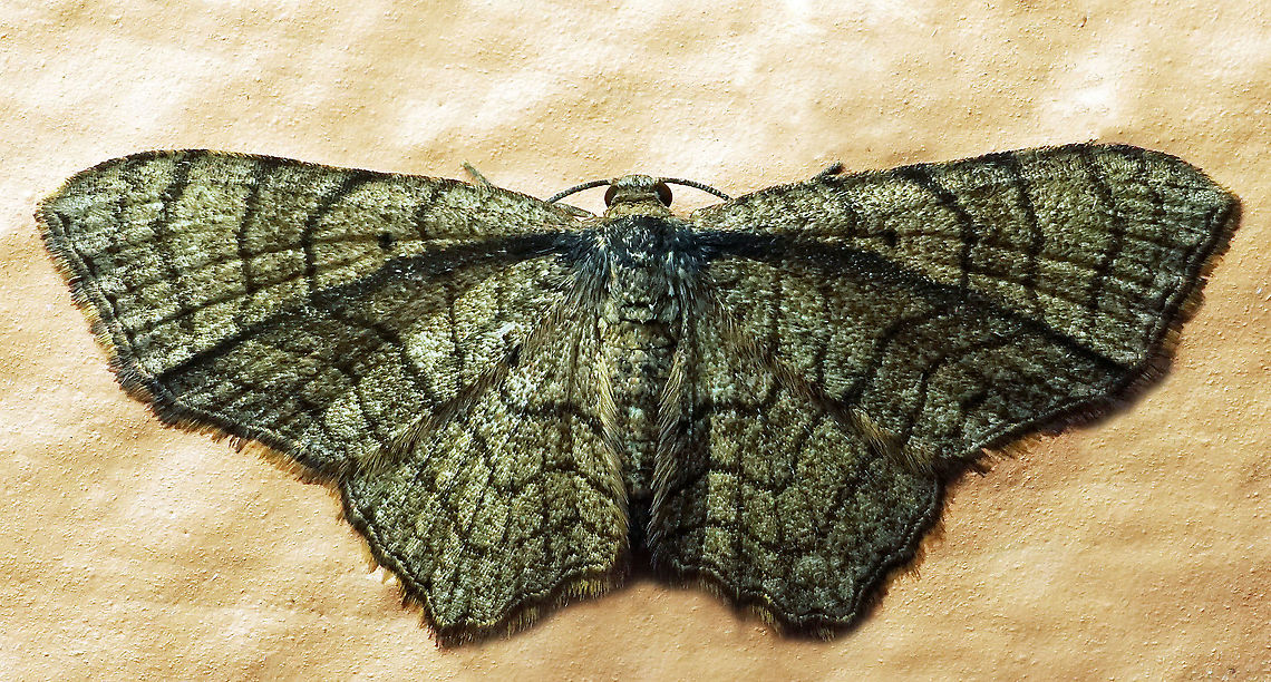 Eois sp. Dapa, Valle Del Cauca<br />
2100m