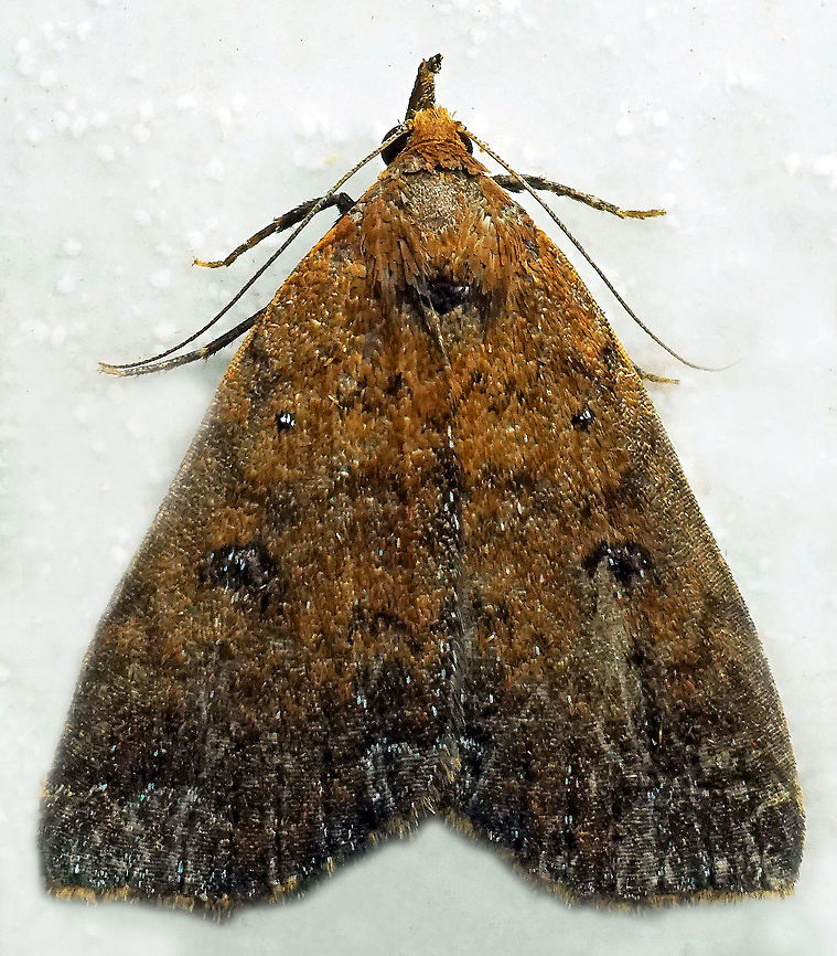 #825 Dapa, Valle Del Cauca<br />
2100m<br />