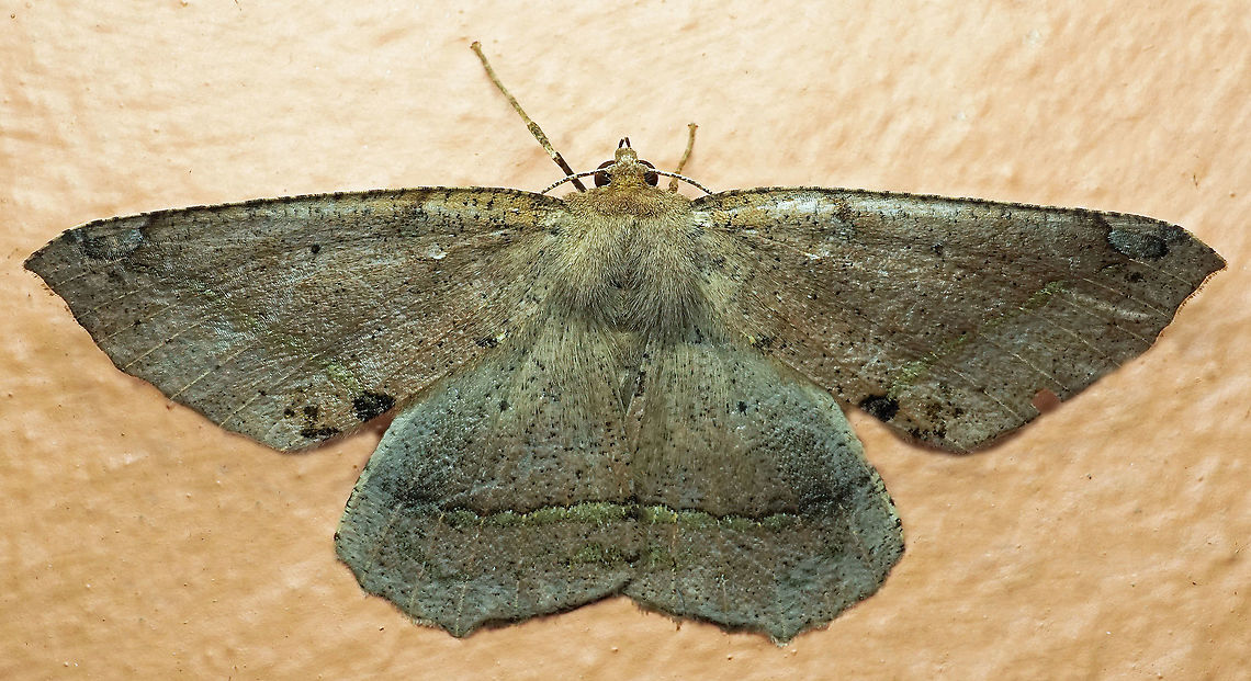 #826 Dapa, Valle Del Cauca<br />
2100m