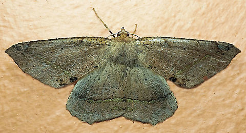 #826 Dapa, Valle Del Cauca
2100m