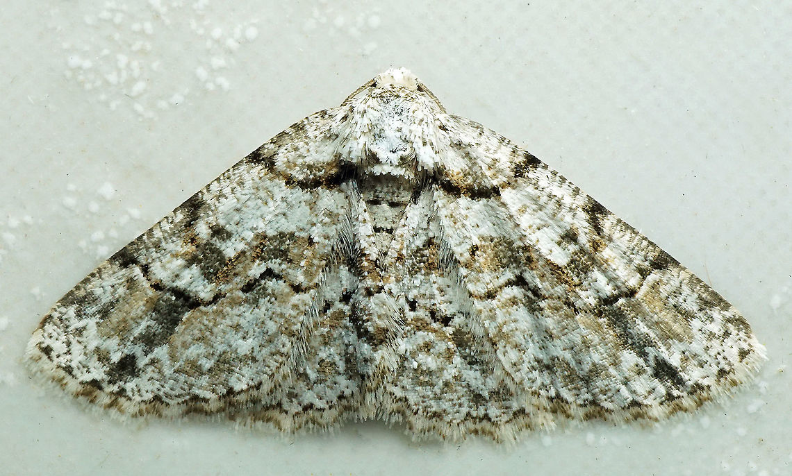 #827 Dapa, Valle Del Cauca<br />
2100m