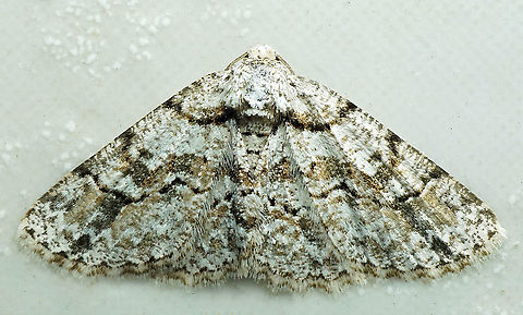 #827 Dapa, Valle Del Cauca
2100m