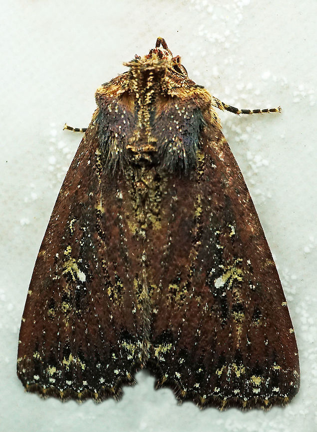 condica sp. Dapa, Valle Del Cauca<br />
2100m