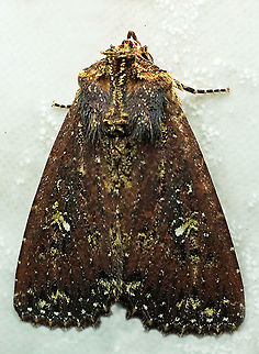 condica sp. Dapa, Valle Del Cauca
2100m
