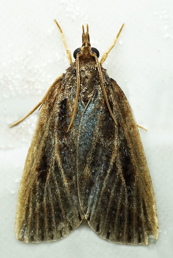 #829 Dapa, Valle Del Cauca<br />
2100m