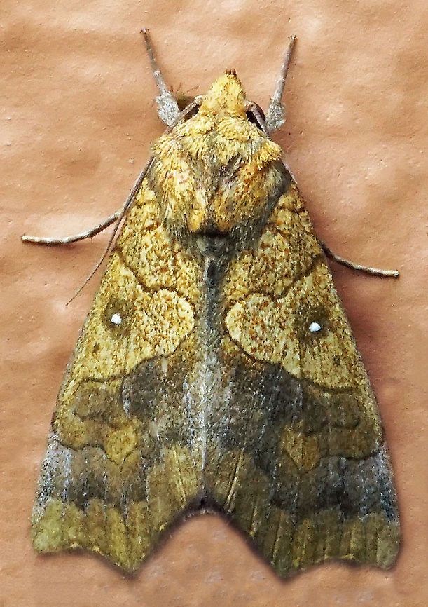 Anomis sp. Dapa, Valle Del Cauca<br />
2100m