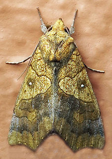 Anomis sp. Dapa, Valle Del Cauca
2100m