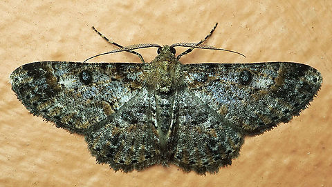 #831 Dapa, Valle Del Cauca
2100m