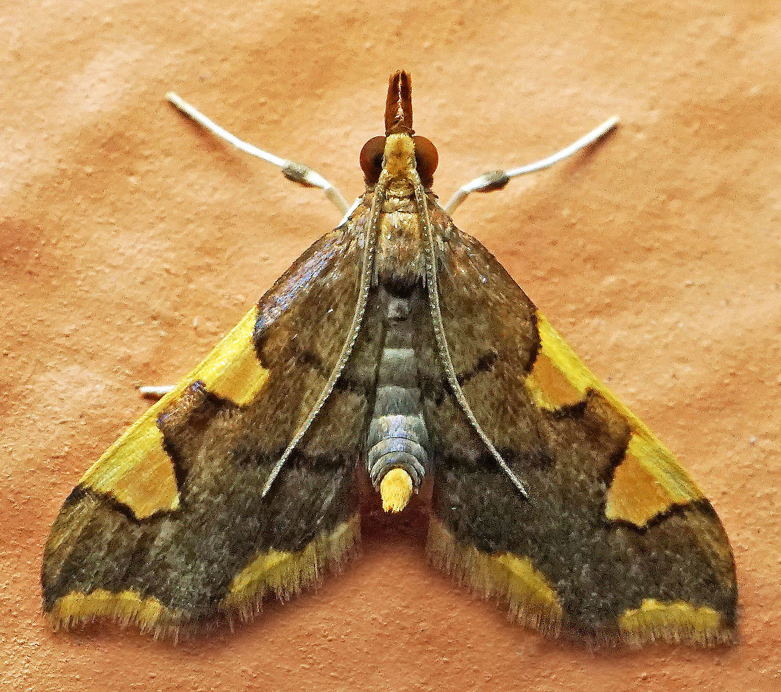 #832 Dapa, Valle Del Cauca<br />
2100m