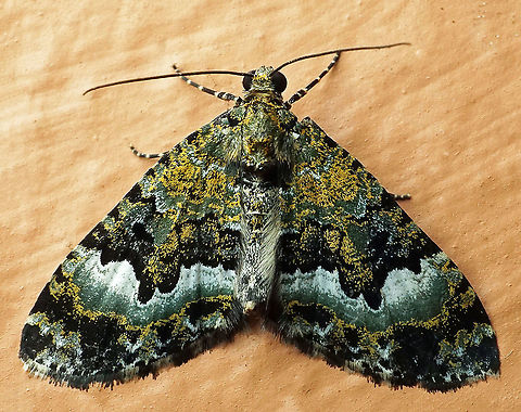 #833 Dapa, Valle Del Cauca
2100m