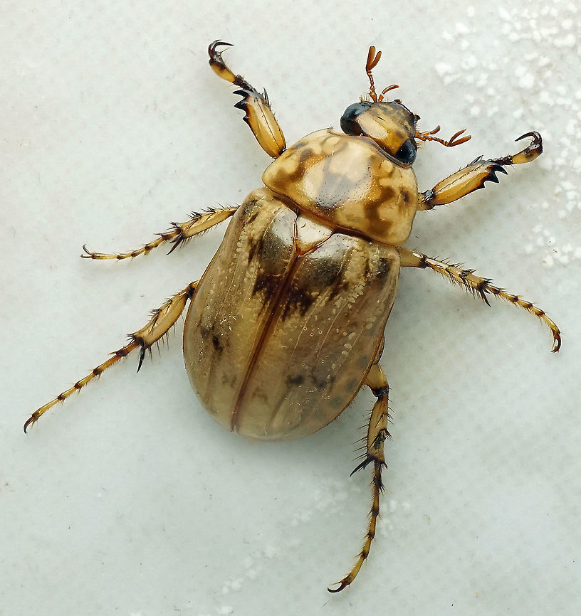 Cyclocephala fulgurata Dapa, Valle Del Cauca<br />
2100m Cyclocephala fulgurata