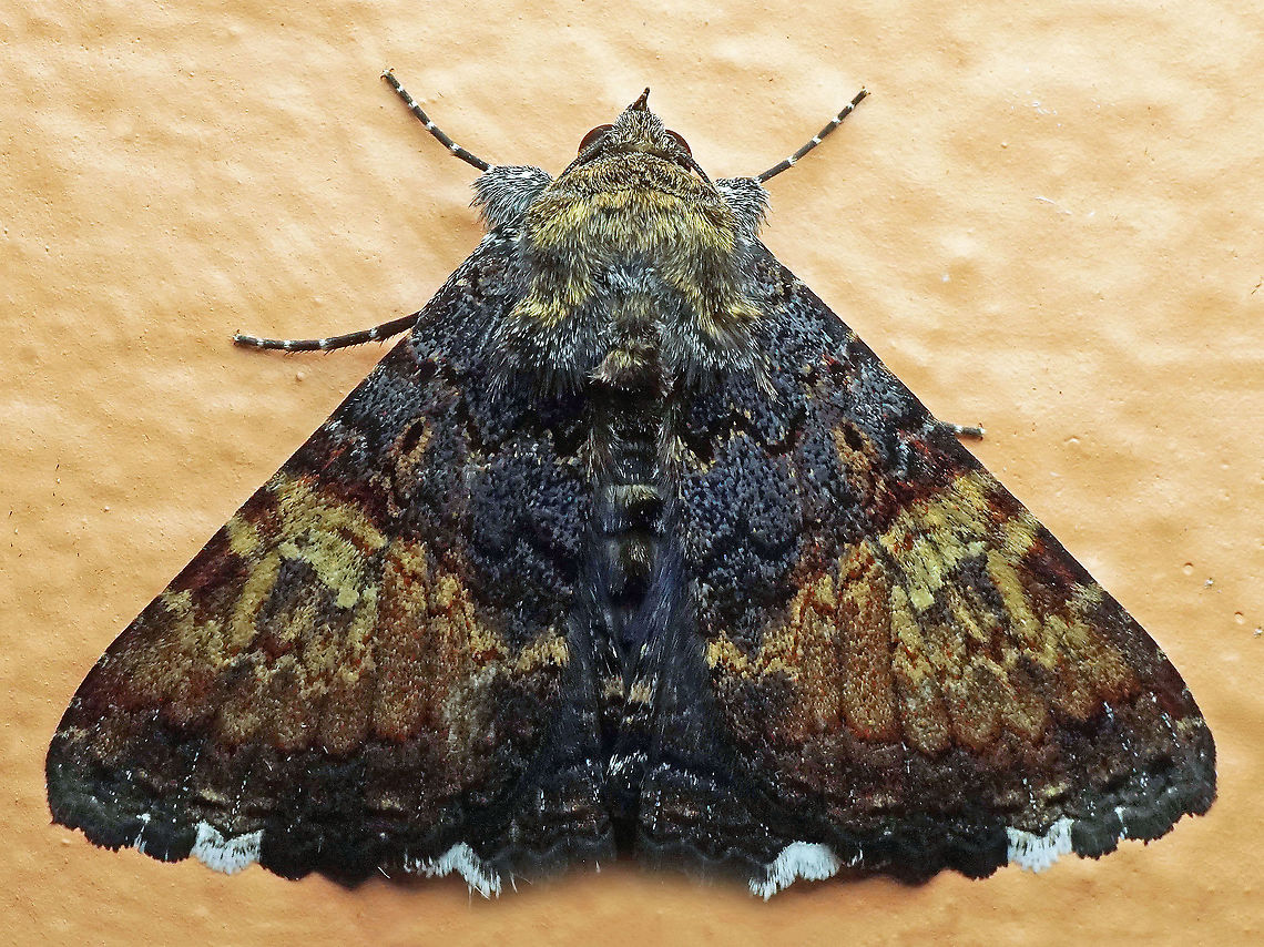 #834 Dapa, Valle Del Cauca<br />
2100m