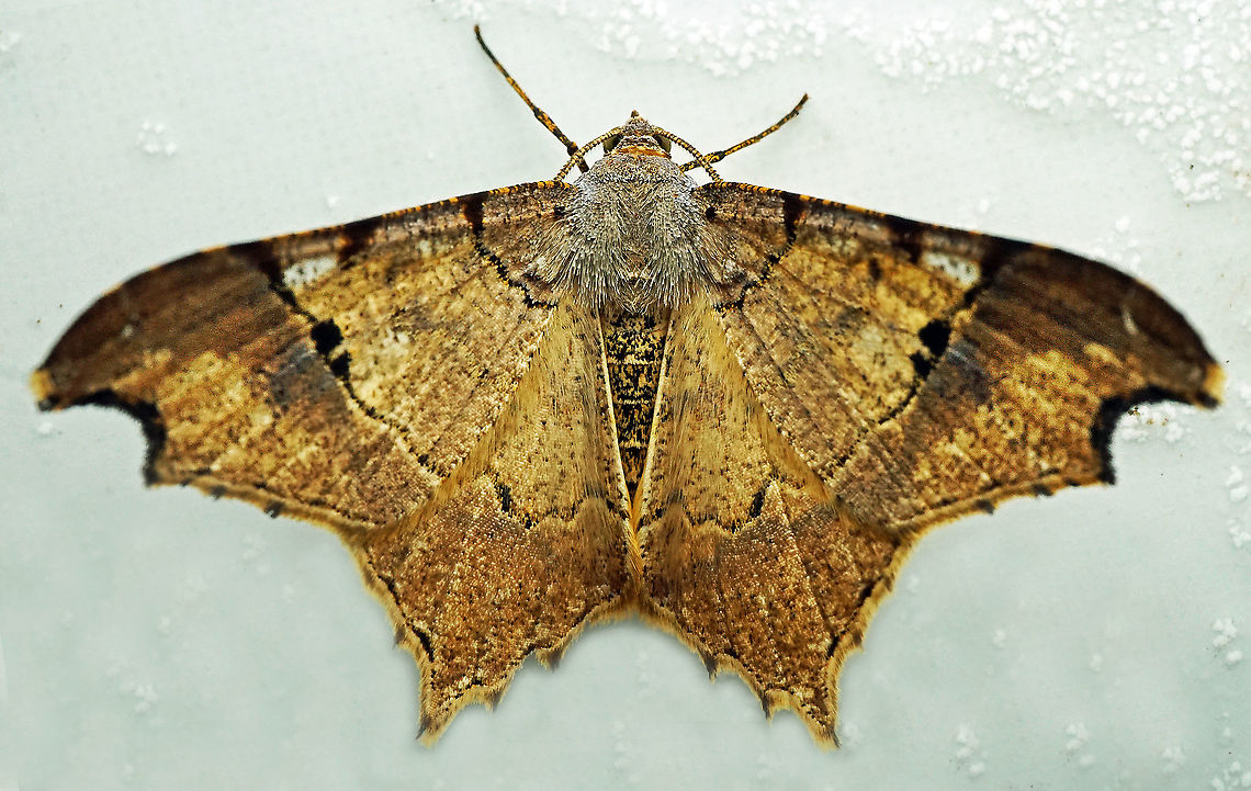 Macaria sp. Dapa, Valle Del Cauca<br />
2100m