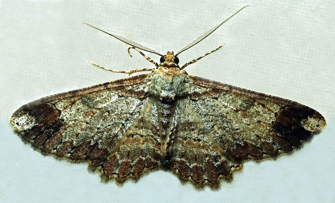 #836 Dapa, Valle Del Cauca<br />
2100m