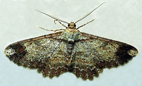 #836 Dapa, Valle Del Cauca
2100m