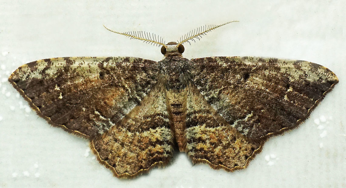 #838 Dapa, Valle Del Cauca<br />
2100m