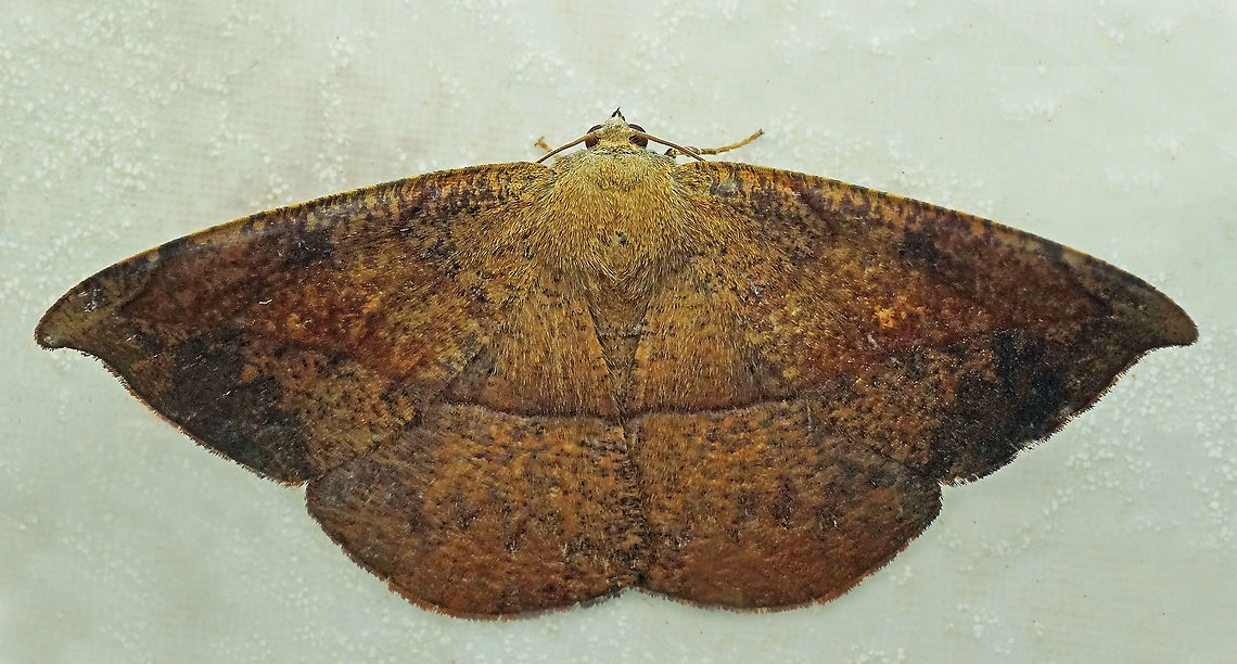 Oxydia sp. Dapa, Valle Del Cauca<br />
2100m
