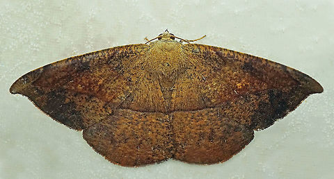 Oxydia sp. Dapa, Valle Del Cauca
2100m