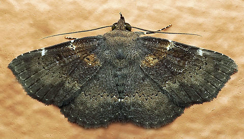 #840 Dapa, Valle Del Cauca
2100m