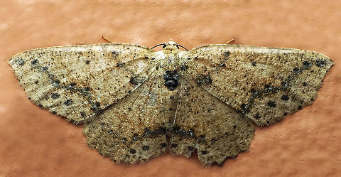 Isochromodes sp. Dapa, Valle Del Cauca
2100m