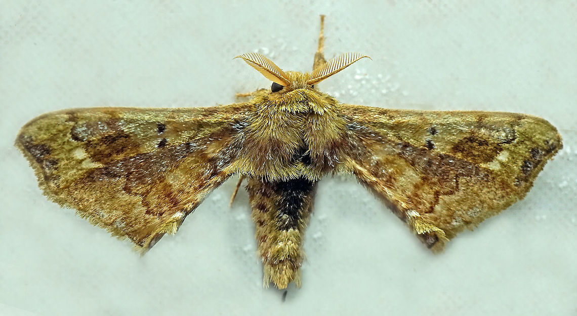 #842 Dapa, Valle Del Cauca<br />
2100m