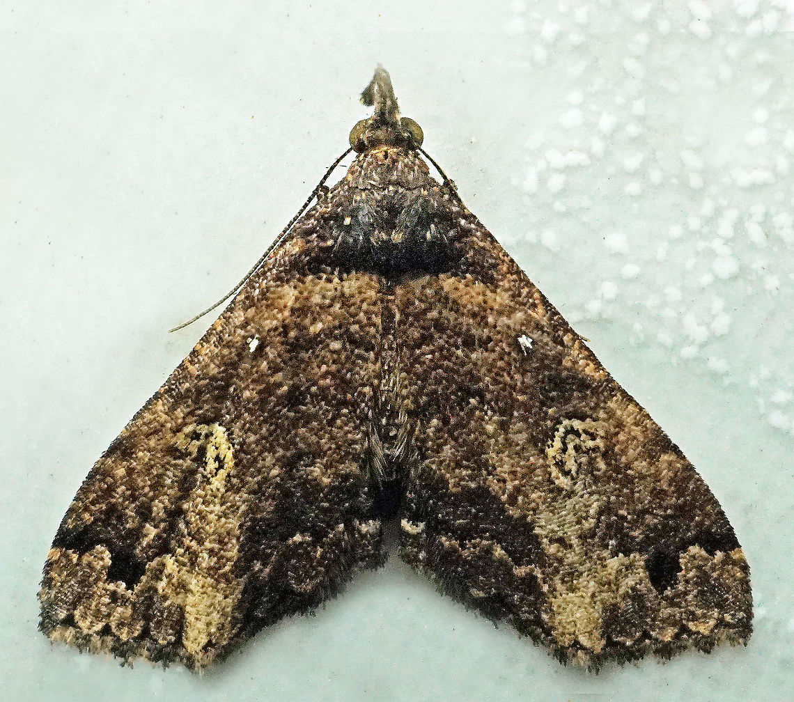 #843 Dapa, Valle Del Cauca<br />
2100m