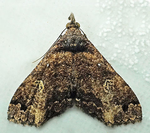 #843 Dapa, Valle Del Cauca
2100m