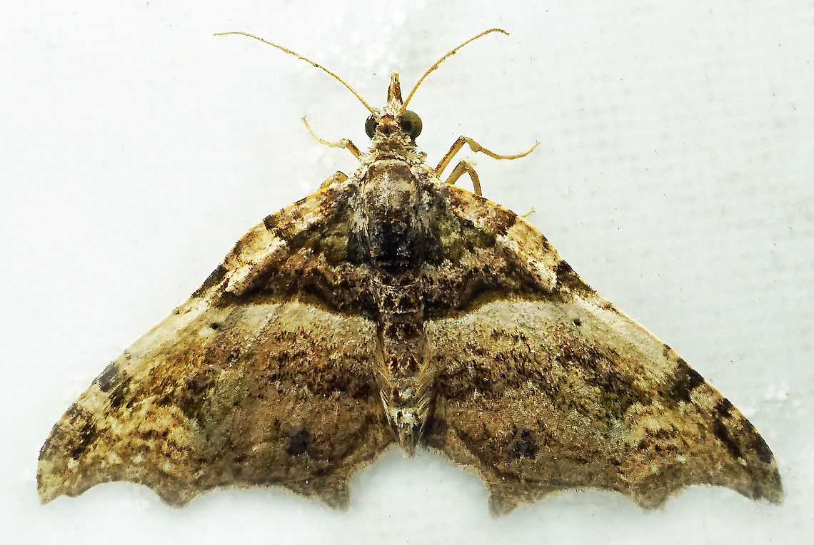 #844 Dapa, Valle Del Cauca<br />
2100m