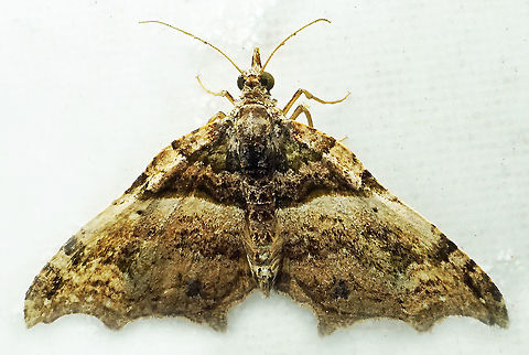 #844 Dapa, Valle Del Cauca
2100m