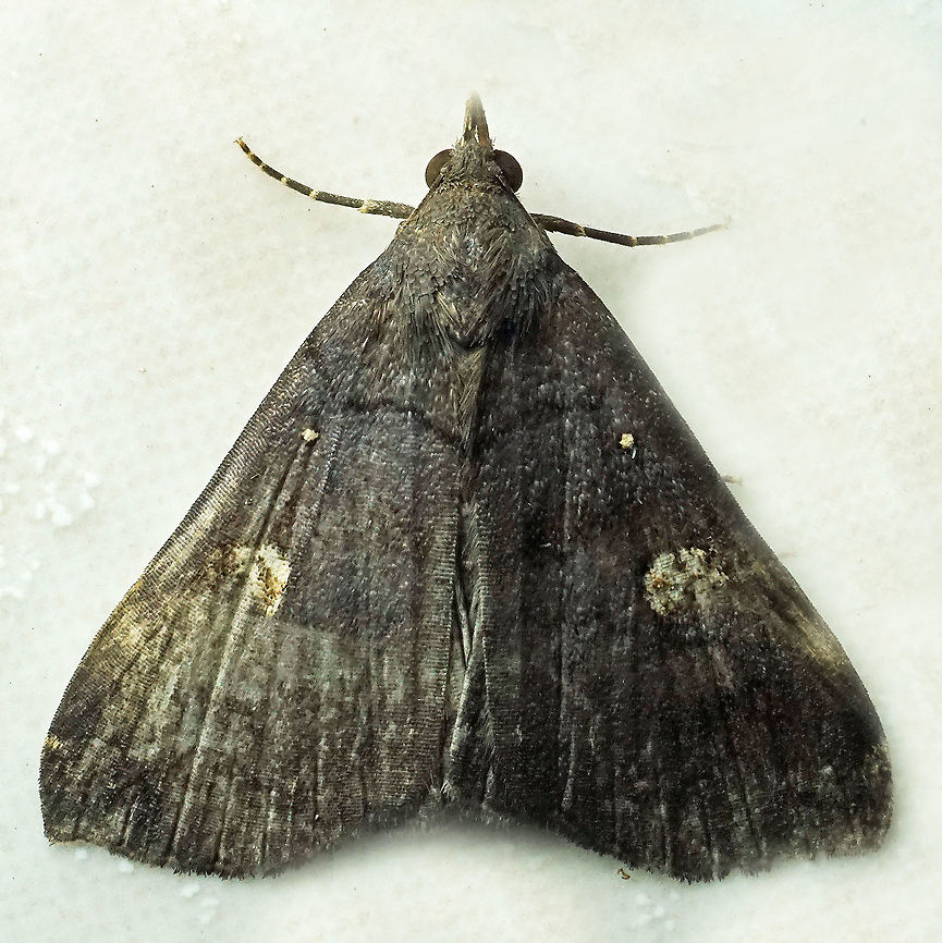 Tetanolita mynesalis Dapa, Valle Del Cauca<br />
2100m