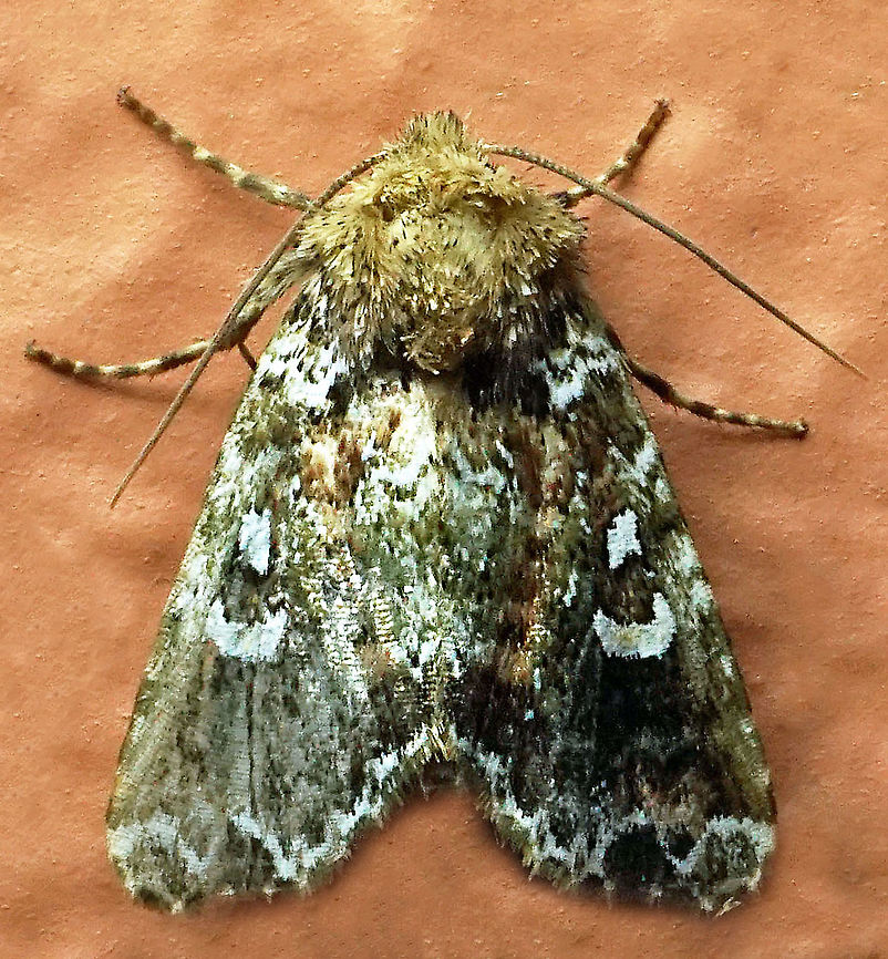 Lacinipolia sp. Dapa, Valle Del Cauca<br />
2100m