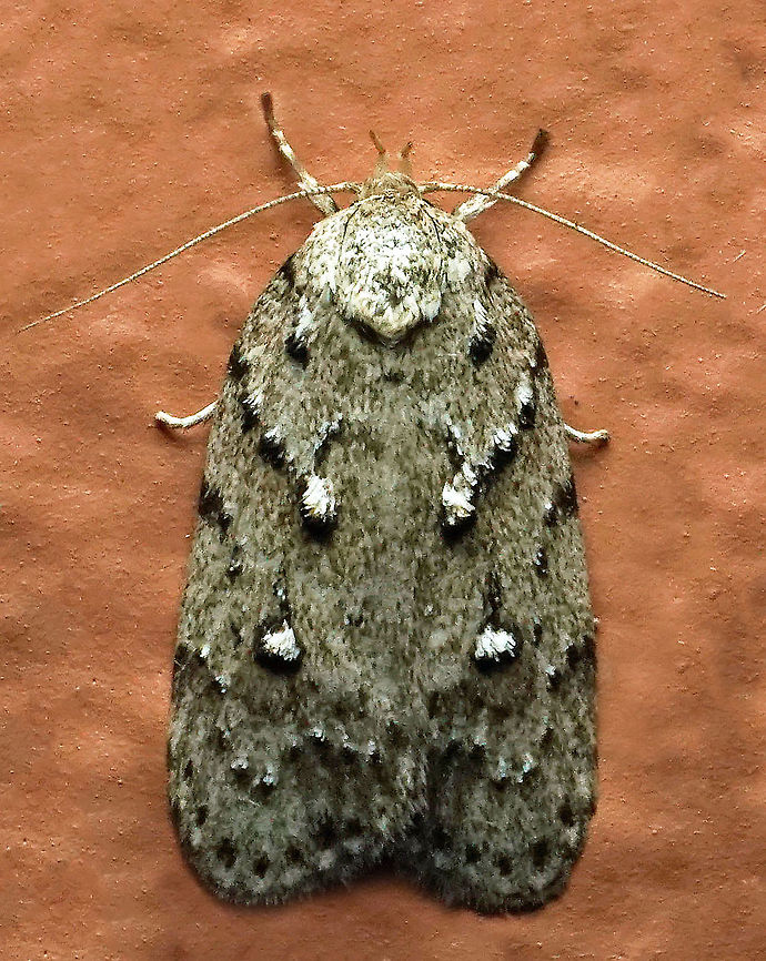 #848 Dapa, Valle Del Cauca<br />
2100m