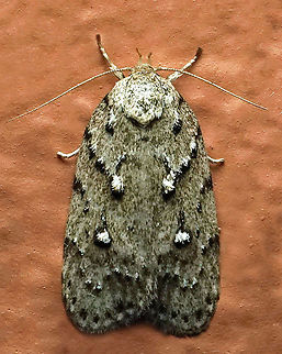 #848 Dapa, Valle Del Cauca
2100m