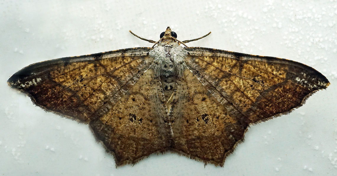 Macaria sp. Dapa, Valle Del Cauca<br />
2100m