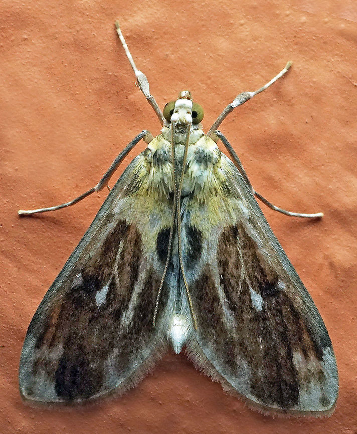 #850 Dapa, Valle Del Cauca<br />
2100m