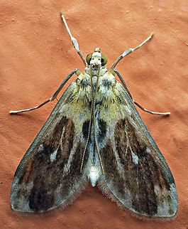 #850 Dapa, Valle Del Cauca
2100m