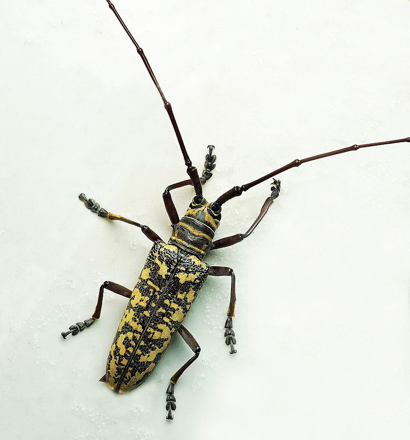 #851 Dapa, Valle Del Cauca<br />
2100m