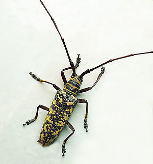 #851 Dapa, Valle Del Cauca
2100m